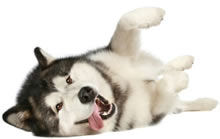 dog playing